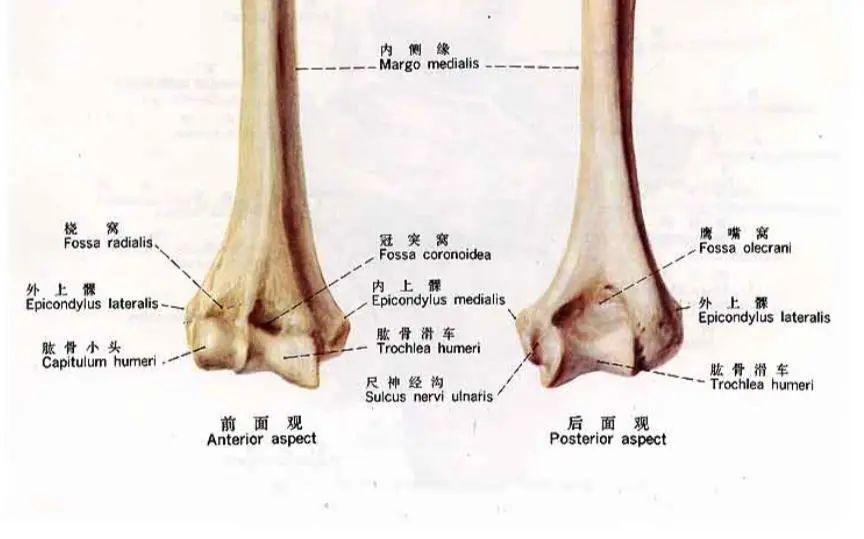 anatomía del húmero